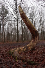 Foret departementale de Meridon - Yvelines - Ile-de-France - France