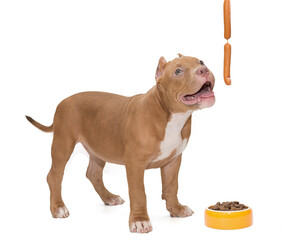 American bully puppy, bowl of food and sausages