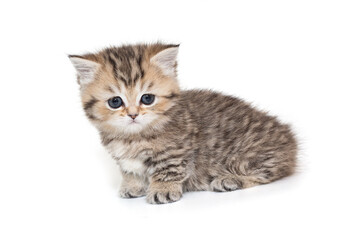 Scottish striped kitten with blue eyes.