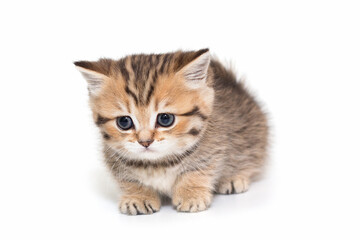 Obraz premium Portrait of a Scottish striped kitten with blue eyes.