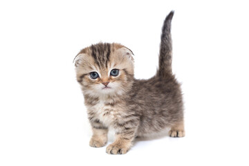 Scottish fold striped kitten with blue eyes.