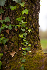 Lierre et mousse sur un tronc d'arbre au printemps près d'Agen dans le département de Lot-et-Garonne