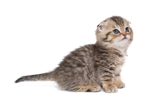 Scottish fold  striped kitten with blue eyes.