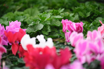 Colorful pink cyclamen flower in the garden or greenhouse
