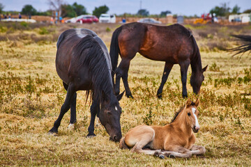 Naklejka na ściany i meble Foal resting next to two horses in field