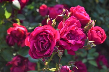 Rose Bush