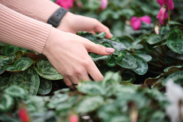 Girls hands check flowers and leaves of colorful pink cyclamen flower in the garden or greenhouse