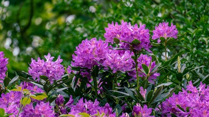 Obraz premium Rhododendron macrophyllum, California rosebay, blooms in Haworth