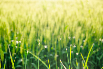 麦畑の前に伸びるノビル