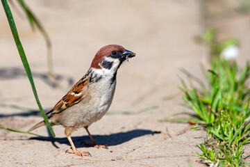 A sparrow sits on the sidewalk close-up.