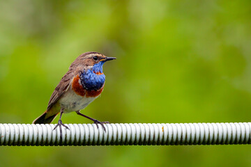 The bluethroat  is a small passerine bird ...
Birds of Central Russia.