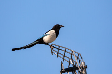 Magpie bird sits on the antenna.
