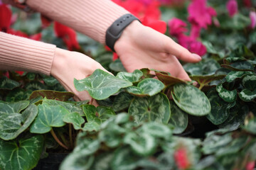Girls hands check flowers and leaves of colorful pink cyclamen flower in the garden or greenhouse