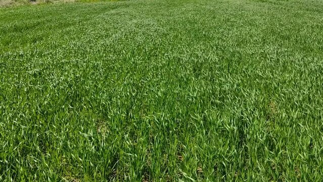 Winter wheat in an open field in spring. Green grass sways in the wind. Scenic video footage of fodder.