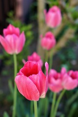 tulipan różowy 2 