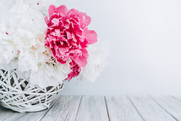 Beautiful pink and white peony flowers bouquet in vase on white background with copy space.