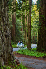 Car driving down road surrounded by giant Redwood trees