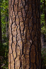 Fototapeta na wymiar Detail of pine tree bark tree with soft light