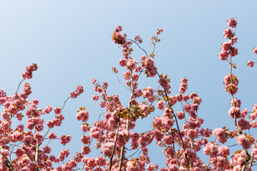Sakura tree spring flowering. Cherry blossom with Soft focus. Concept spring.