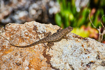 Close-up of desert lizard resting on rock next to green foliage