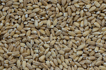 Wheat. Wheat groats texture background. Wheat background. Groats. Texture.