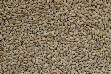 Wheat. Wheat groats texture background. Wheat background. Groats. Texture.