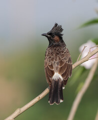 The red-vented bulbul is a member of the bulbul family of passerines. It is a resident breeder across the Indian subcontinent, including Sudan extending east to Jordan and parts of Algeria.