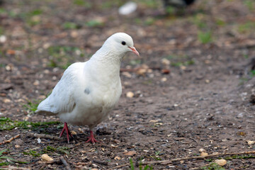 The white dove is a symbol of peace on earth....
