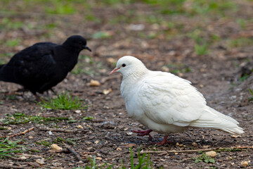 The white dove is a symbol of peace on earth....
