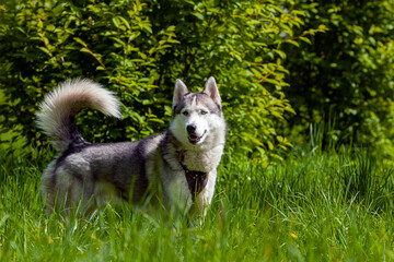 Husky is a general term for a dog used in the polar regions, primarily and specifically for work as sled dogs