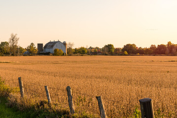Old barn at the far edge of a cultivated field at sunset in autumn
