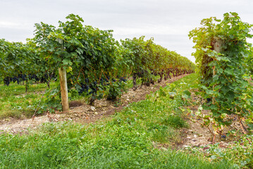 Obraz premium Grapes ready to be harvested in a vineyard on a cloudy autumn day