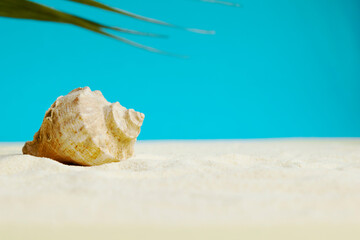 Obraz na płótnie Canvas Beautiful rapana shell on the sandy beach. Summer vacation background.
