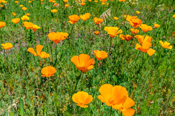 English garden in early summer with blooming flowers. Selective focus