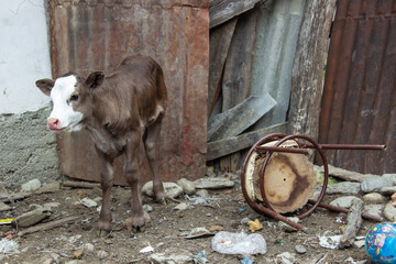 young calf