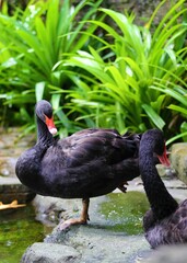 black swan in the park