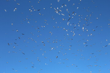 birds in the sky