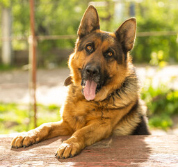 close-up of a German shepherd with intelligent eyes and protruding tongue.