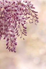 Pastelowy kwiat wisteria - glicynia