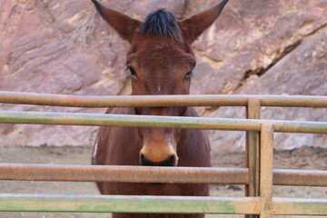 Mule in stable