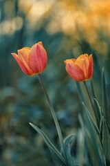 Fototapeta premium Kwiaty tulipany