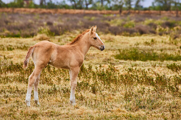 Detail of light brown baby foal horse