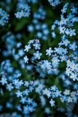 Dreamy meadow of blooming forget me not flowers in spring