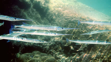 School of reef needlefish or Belonidae hunting on a coral reef. Snorkeling scuba and diving background. Underwater photo of marine wild life. Group of predator fishes swimming in sun rays - obrazy, fototapety, plakaty
