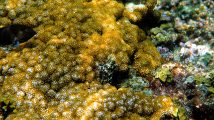 Underwater photo of small octopus swimming in tropical exotic bay among corals with crystal clear sea. Common reef octopus camouflaged among algae and soft corals. Snorkeling or scuba diving