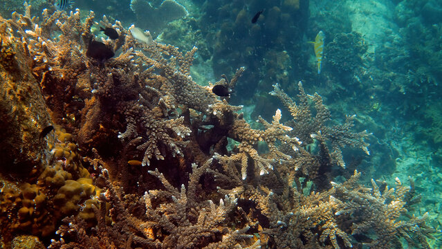 Underwater photo of tropical fishes swimming among corals. Underwater fish reef marine. Colorful seascape, sea wildlife in Gulf of Thailand. Snorkeling or scuba diving