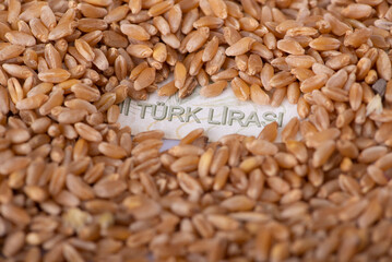 Turkish banknote lira under heap of wheat in a wheat crisis and high prices concept