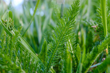 green grass close-up