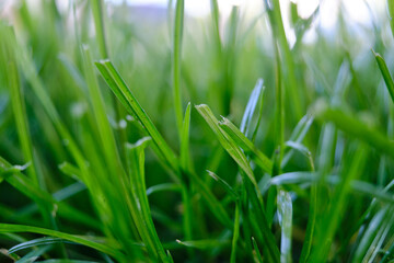 mowed green grass close-up