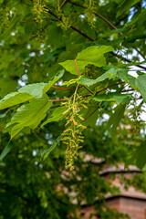 Sycamore maple leaves in the forest on a sunny spring morning